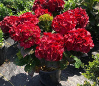 Hortensie Tohum Garten Blume Pflanzen Samen