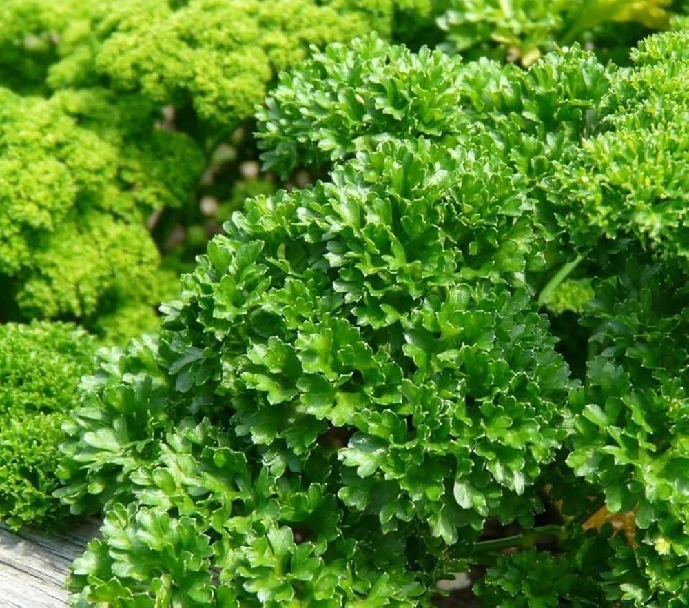 Parsley Petroselinum crispum Samen zur Aussaat Herb Garten