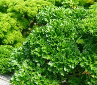 Parsley Petroselinum crispum Samen zur Aussaat Herb Garten