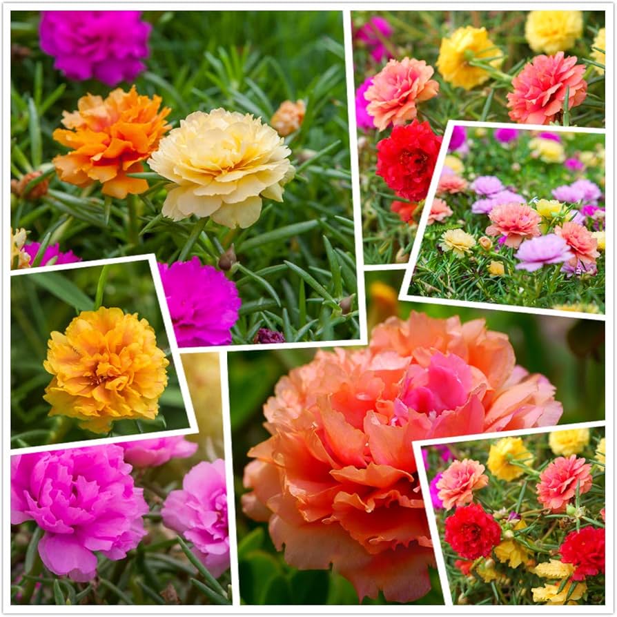 mehrfarbig Moss Rose Blumensamen zur Aussaat – duftend Blüten – Traditionssorte & ohne Gentechnik Samen Hausgarten