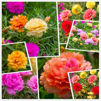mehrfarbig Moss Rose Blumensamen zur Aussaat – duftend Blüten – Traditionssorte & ohne Gentechnik Samen Hausgarten