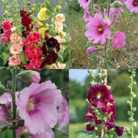 Traditionssorte Levkoje Blumensamen zur Aussaat leuchtend Traditionssorte & ohne Gentechnik Samen Hausgarten