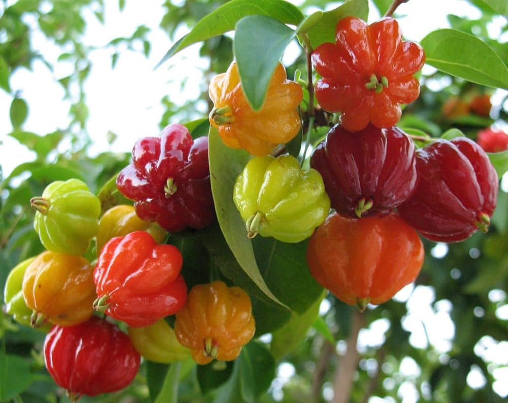 Suranium-Kirsche Frucht samen für einfaches Anpflanzen