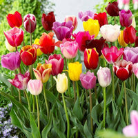mehrfarbige Tulpe Blumensamen zur Aussaat – Schnitt Blume beliebt – Traditionssorte & ohne Gentechnik Samen Hausgarten