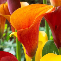 Gelb Rot Calla Blumensamen zur Aussaat leuchtend Traditionssorte & ohne Gentechnik Samen Hausgarten