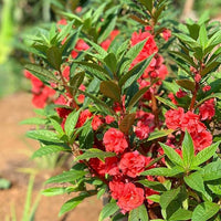 Impatiens (impatiens balsamina) samen for anpflanzung in home garten