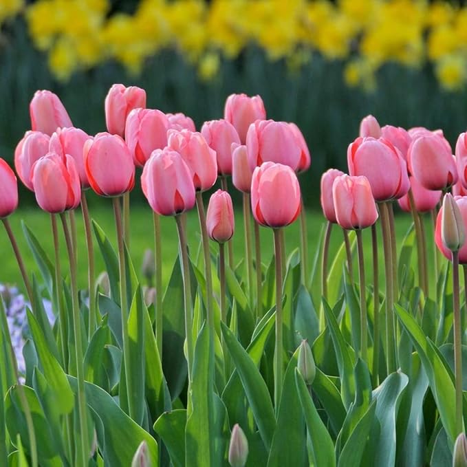Rosa Tulpe Blumensamen zur Aussaat – Traditionssorte ohne Gentechnik biologisch Garten Samen Keimung