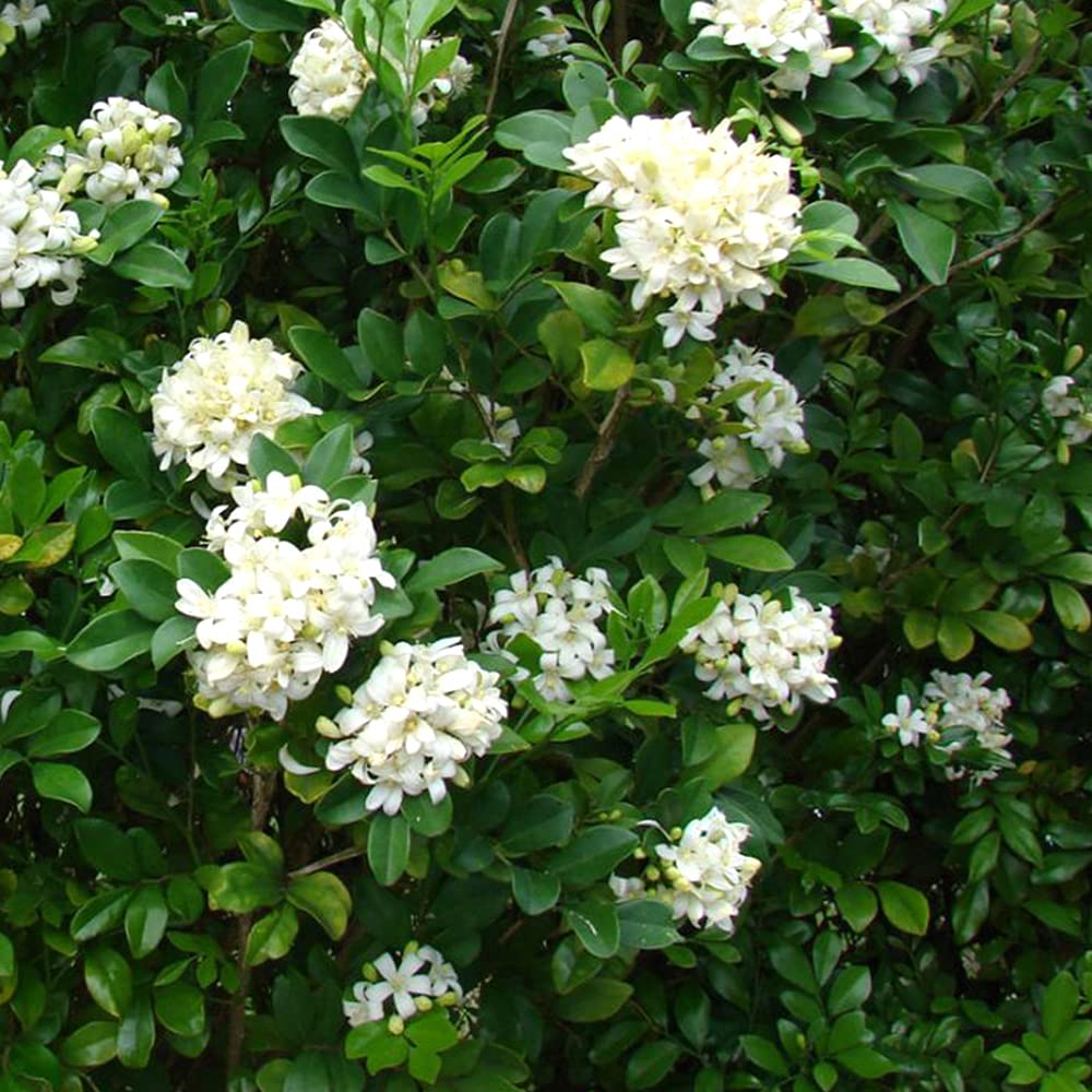 Murraya (murraya paniculata) samen for anpflanzung in home garten