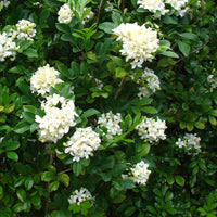Murraya (murraya paniculata) samen for anpflanzung in home garten