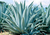 Silver Agave Kräutersamen zur Aussaat – robust Sorte – Traditionssorte & ohne Gentechnik Samen Hausgarten