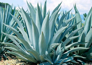 Agave havardiana succulent blume samen for anpflanzung - fragrant blossoms, heirloom & gmo free samen for home garten
 
 sale samen for home garten