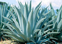 Mixed agave blume samen for anpflanzung - seasonal bloomer, heirloom & gmo free samen for home garten
 
 sale for anpflanzung in home garten.
