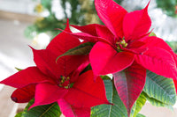 Euphorbia Pulcherrima Blumensamen zur Aussaat – Schnitt Blume beliebt – Traditionssorte & ohne Gentechnik Samen Hausgarten