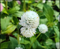 Gomphrena Higro Weiß Samen zur Aussaat elegant Globe Blumen