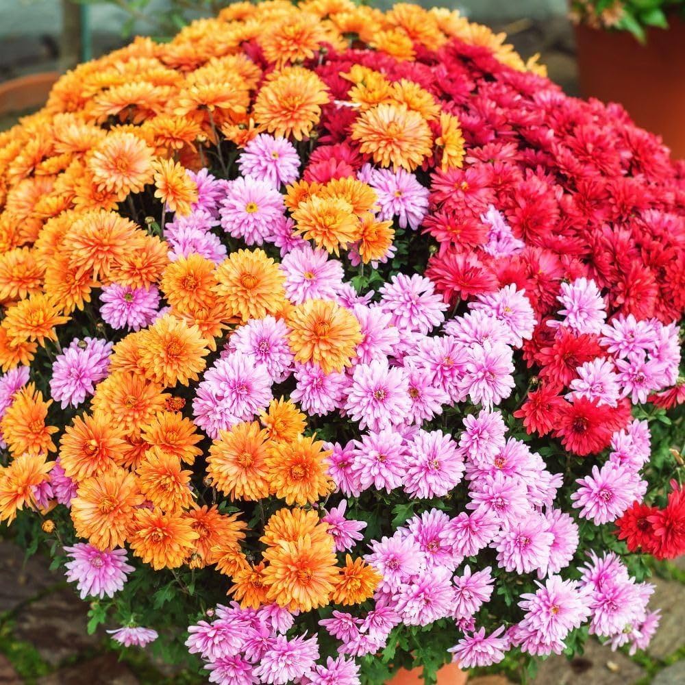 Gemischt Chrysantheme Blumensamen zur Aussaat duftend Blüten Traditionssorte & ohne Gentechnik Samen Hausgarten