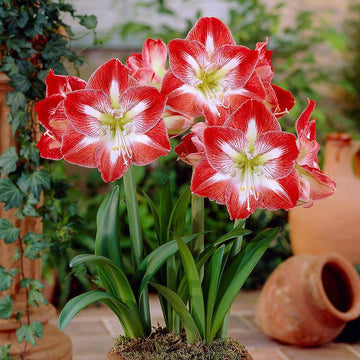 Rot weiß amaryllis blume samen for anpflanzung - premium quality, heirloom & gmo free samen for home garten
 
 sale samen for home garten