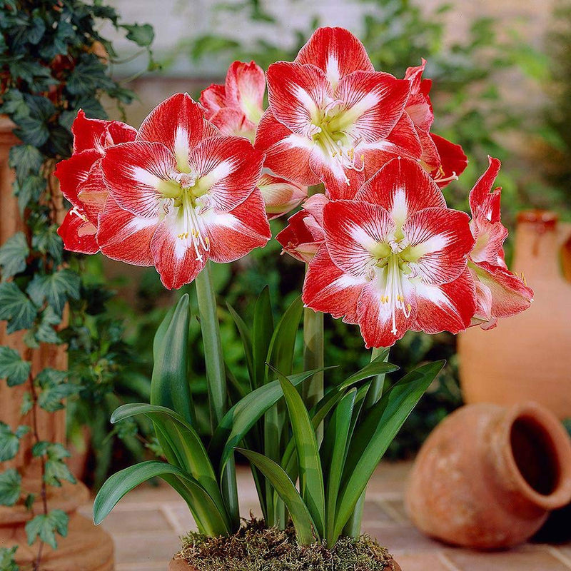 Rot weiß amaryllis blume samen for anpflanzung - premium quality, heirloom & gmo free samen for home garten
 
 sale samen for home garten