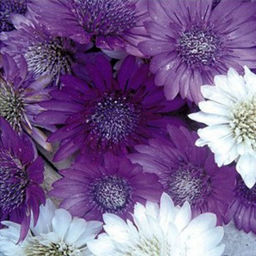 Immortal mix xeranthemum annuum samen for anpflanzung in dry blume garten