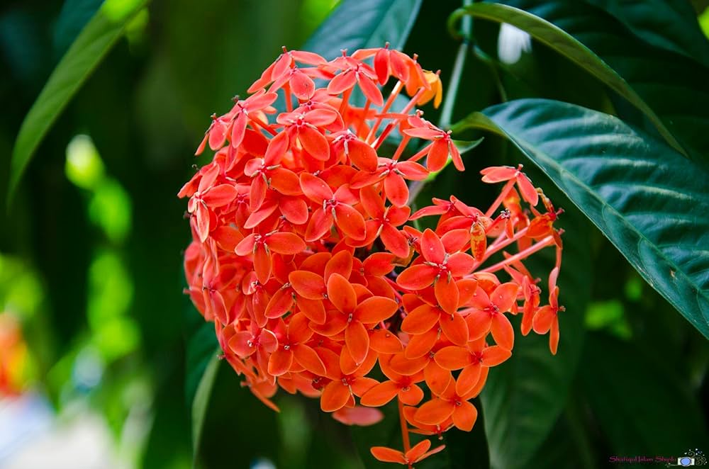Ixora Blumensamen zur Aussaat Ixora Coccinea tropisch Blume Beds