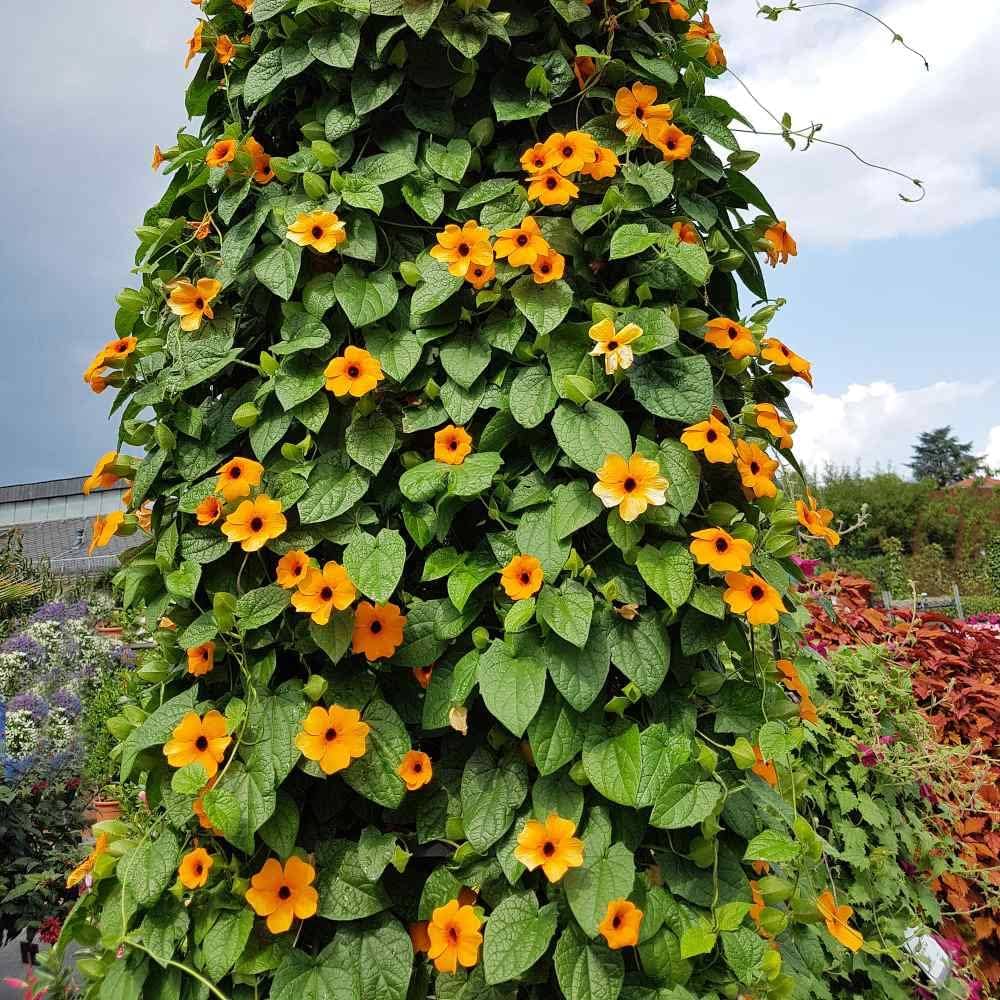 Schwarz Eyed Susan Vine Samen Fast-Growing blühend Climbers