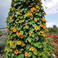 Schwarz Eyed Susan Vine Samen Fast-Growing blühend Climbers