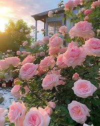 hell Rosa kletternd Rose Blumensamen zur Aussaat – Bestäuber freundlich – Traditionssorte & ohne Gentechnik Samen Hausgarten