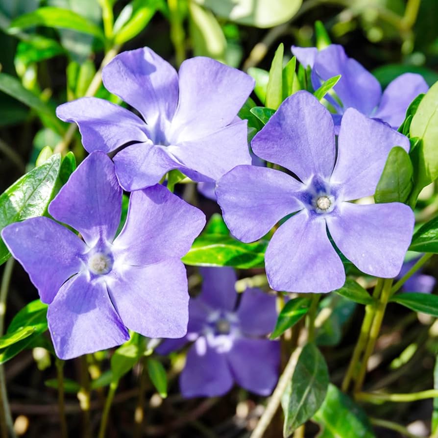 Immergrün Sunstorm Lila Samen – einjährig Immergrün Blumen Sunny Spots