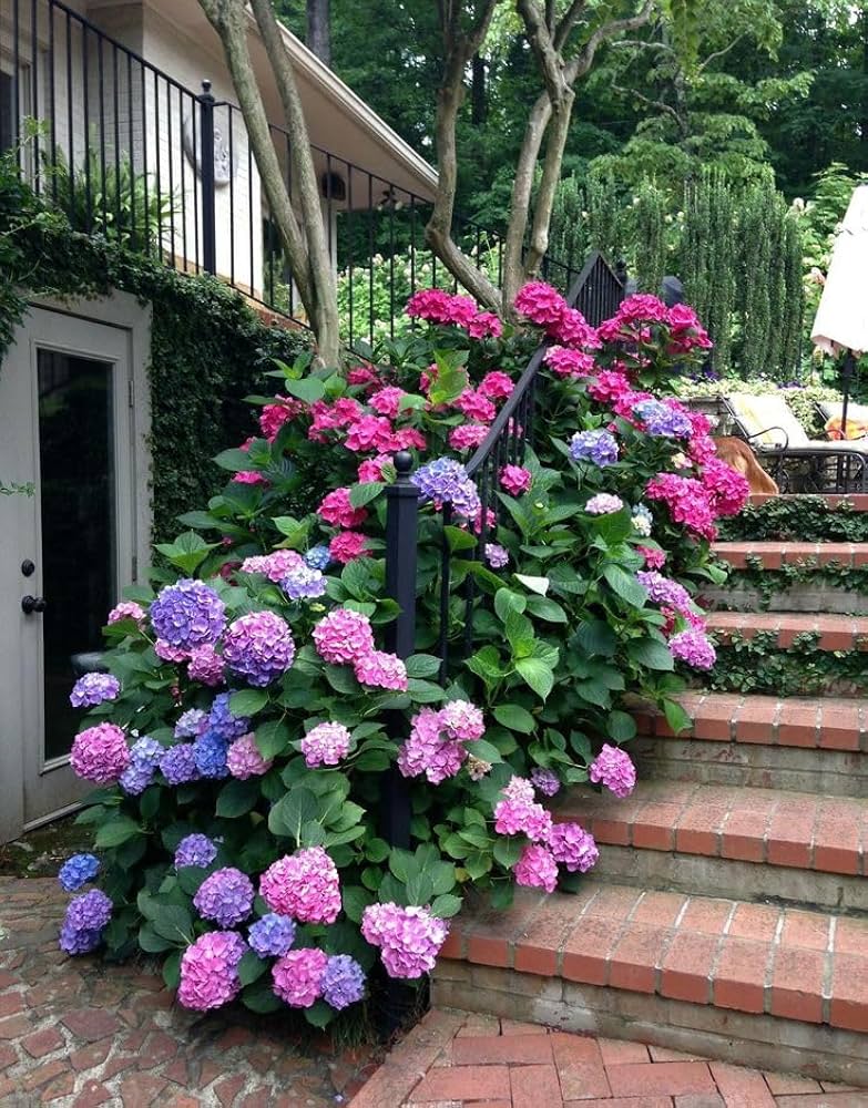 Hortensie Blumensamen – Multicolor Blüten Balcony Garten