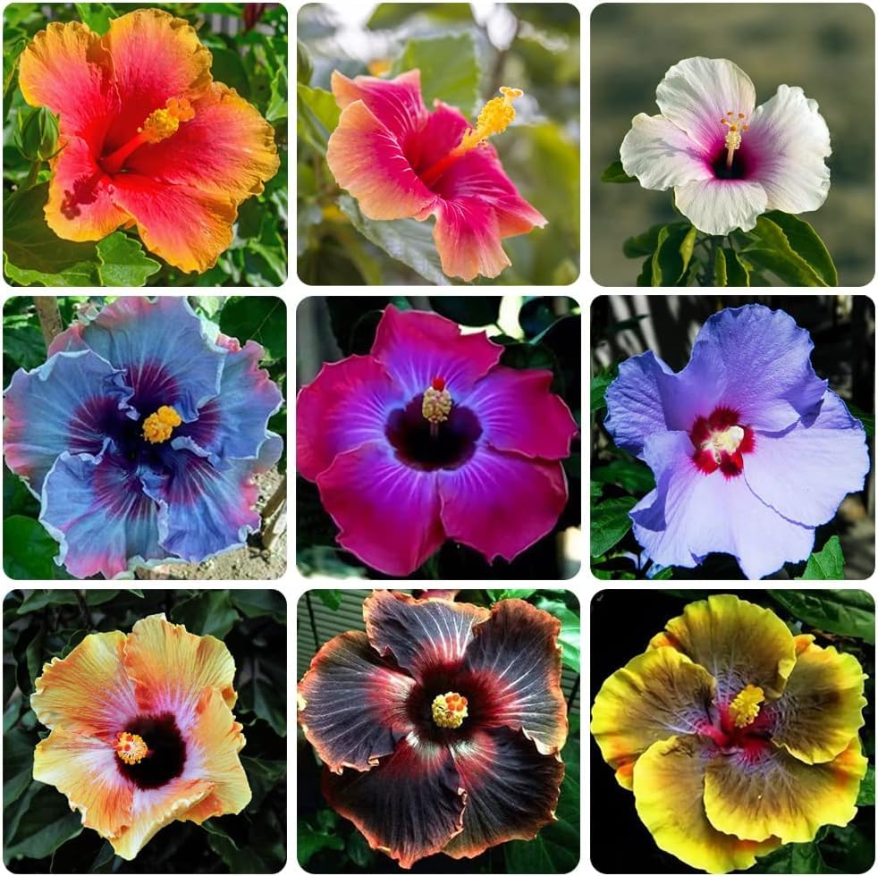 Hibiskus Blume Samen Blumensamen zur Aussaat Anzucht Traditionssorte & ohne Gentechnik Samen Hausgarten