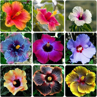 Hibiskus Blume Samen Blumensamen zur Aussaat Anzucht Traditionssorte & ohne Gentechnik Samen Hausgarten