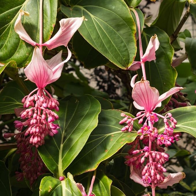 Rosa Medinilla Blumensamen zur Aussaat – Anzucht – Traditionssorte & ohne Gentechnik Samen Hausgarten
