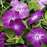 Immergrün Orchidee Vanda spp Blumensamen zur Aussaat für Innenräume Garten