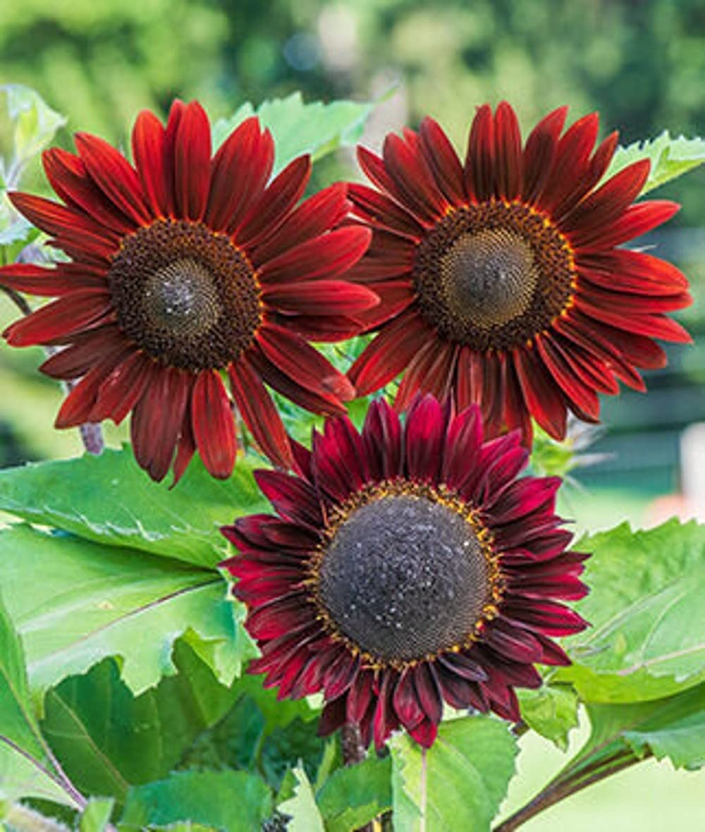Chocolate Cherry Sonnenblume Helianthus annuus Blumensamen zur Aussaat Garten