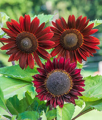 Chocolate Cherry Sonnenblume Helianthus annuus Blumensamen zur Aussaat Garten