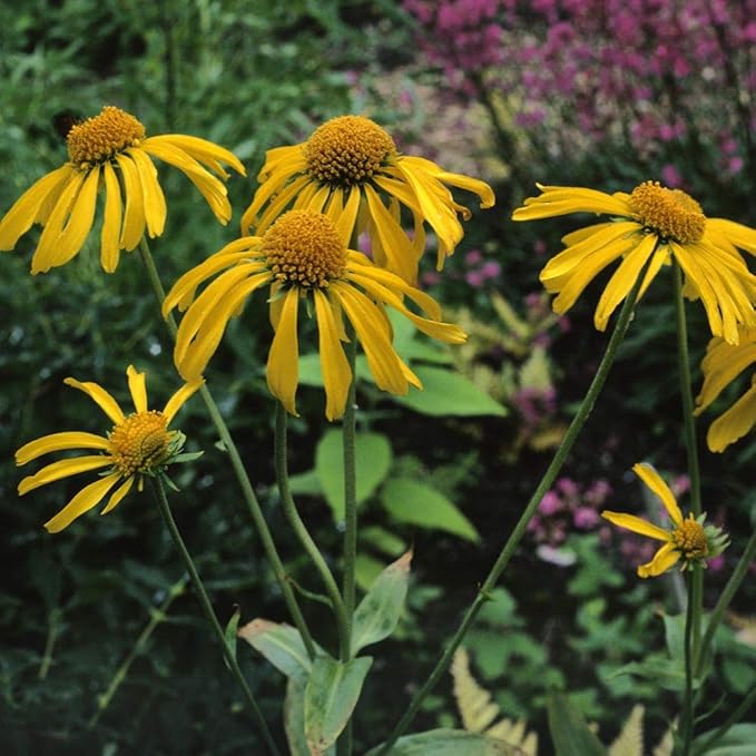 Helenium Hoopesii Golden Blumensamen Golden Helenium Blüten
