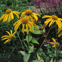 Helenium Hoopesii Golden Blumensamen Golden Helenium Blüten