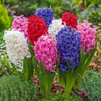 Hyacinth Blumensamen zur Aussaat – Schnitt Blume beliebt – Traditionssorte & ohne Gentechnik Samen Hausgarten