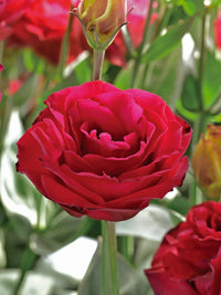 Kastanienrot Lisianthus (Lisianthus) Blumensamen zur Aussaat Bestäuber freundlich Traditionssorte & ohne Gentechnik Samen Hausgarten