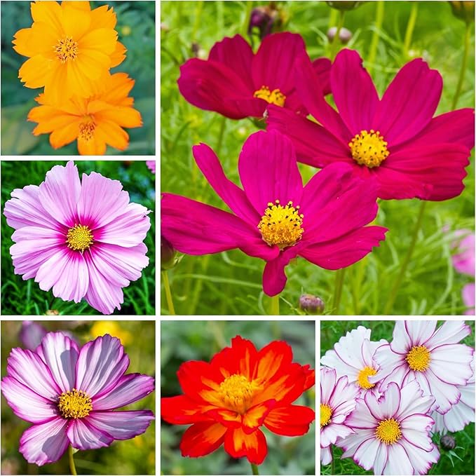 Cosmos bipinnatus blume samen for elegant blooms