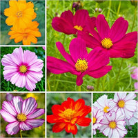 Cosmos bipinnatus blume samen for elegant blooms