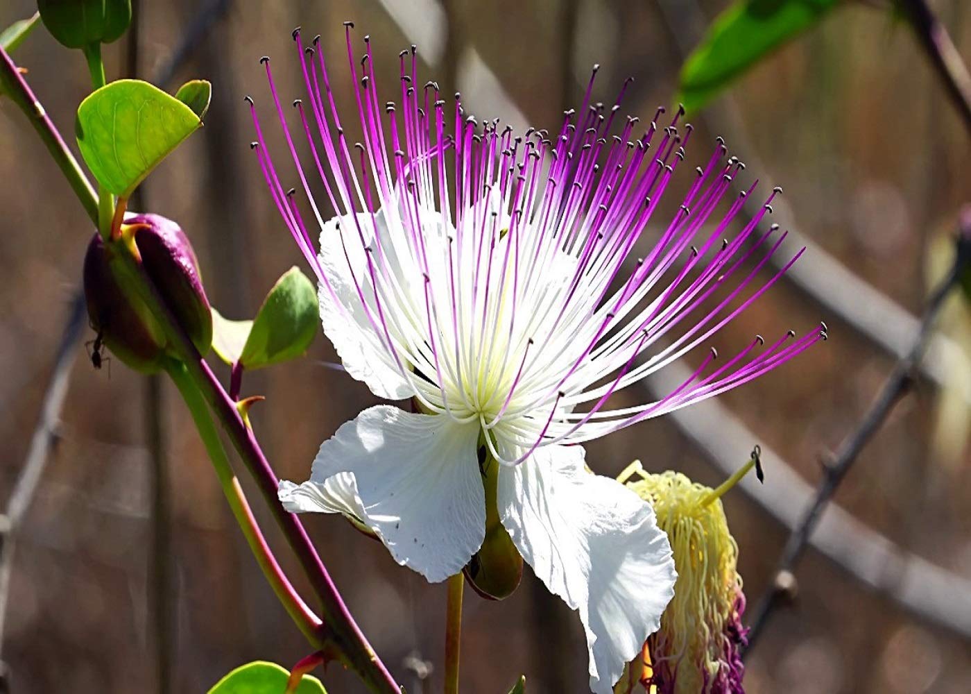 Weiß Rosa Capparis Spinosa Blumensamen zur Aussaat – Drought verträglich – Traditionssorte & ohne Gentechnik Samen Hausgarten