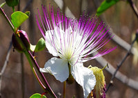 Weiß Rosa Capparis Spinosa Blumensamen zur Aussaat – Drought verträglich – Traditionssorte & ohne Gentechnik Samen Hausgarten