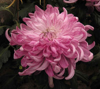 Rosa weiß chrysanthemum blume samen for anpflanzung - drought tolerant, heirloom & gmo free samen for home garten
 
 sale for anpflanzung in home garten.
