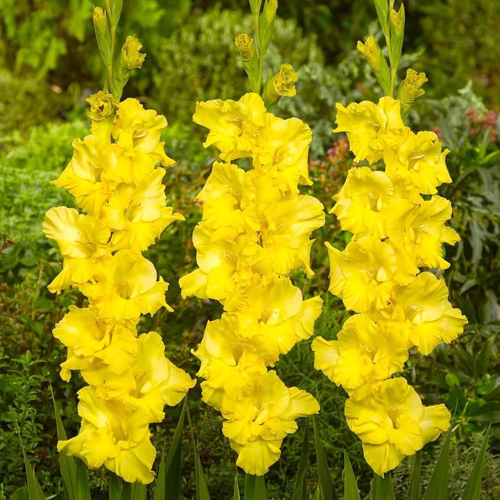 hell Gelb Gladiole Blumensamen zur Aussaat Drought verträglich Traditionssorte & ohne Gentechnik Samen Hausgarten