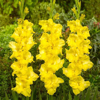 hell Gelb Gladiole Blumensamen zur Aussaat Drought verträglich Traditionssorte & ohne Gentechnik Samen Hausgarten