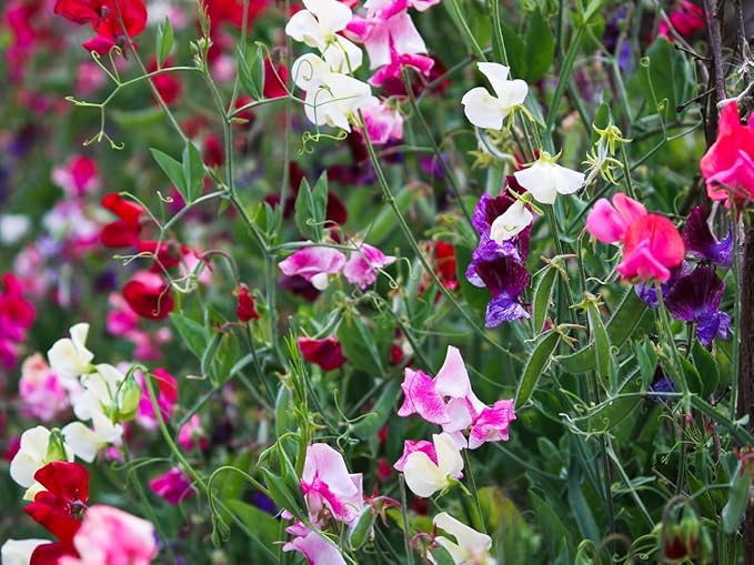 Mammoth Wahl Mischung Wicke Samen duftend Gartenblumen