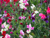 Mammoth Wahl Mischung Wicke Samen duftend Gartenblumen