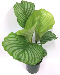 Calathea Orbifolia Blumensamen PlantingHeirloom & ohne Gentechnik Samen sonnenliebend Traditionssorte & ohne Gentechnik Samen Hausgarten