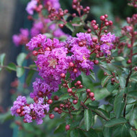 Myrtle Blumensamen zur Aussaat Drought verträglich Traditionssorte & ohne Gentechnik Samen Hausgarten