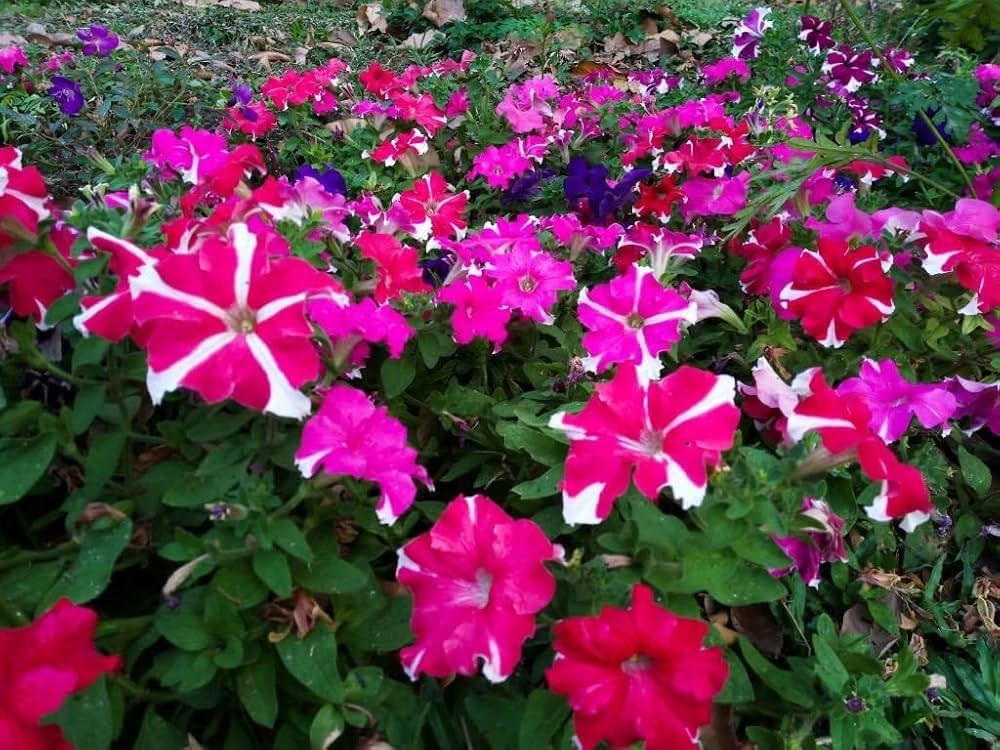 Petunia hybrid grandiflora blume samen